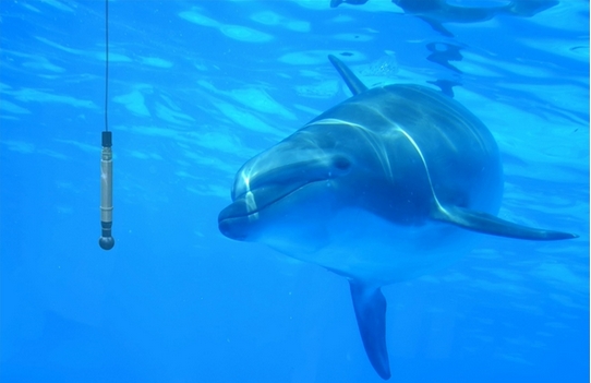 Spectrum數(shù)字化儀卡將海豚聲吶點(diǎn)擊轉(zhuǎn)為鼠標(biāo)點(diǎn)擊,海豚將通過移動水下屏幕光標(biāo)進(jìn)行交流